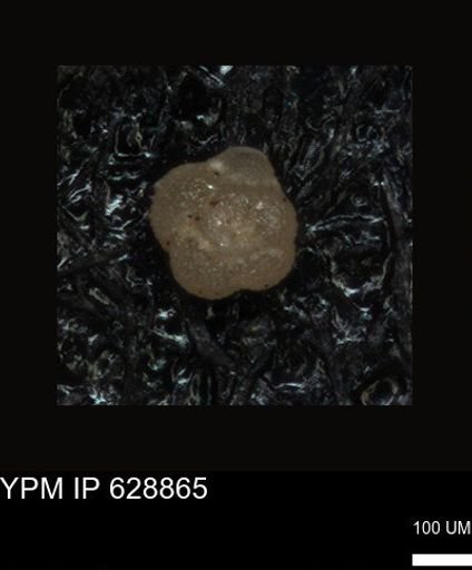 undet. Foraminiferida