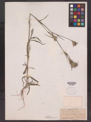 Dianthus armeria