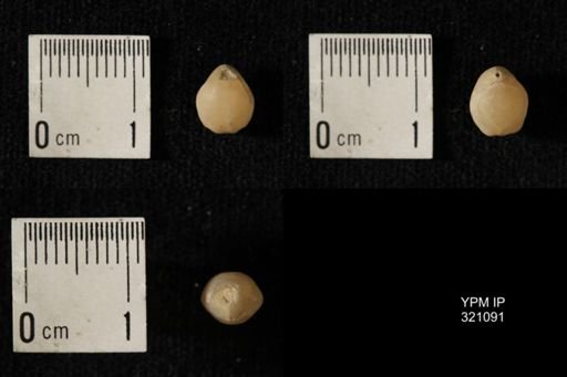 Dielasma breviplicatum