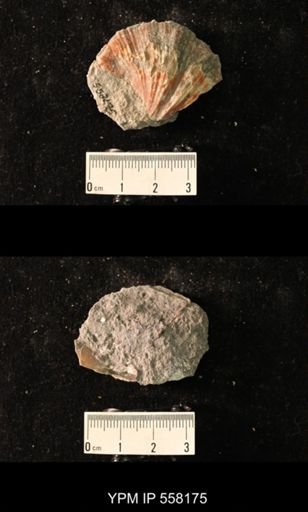 Spirifer cameratus