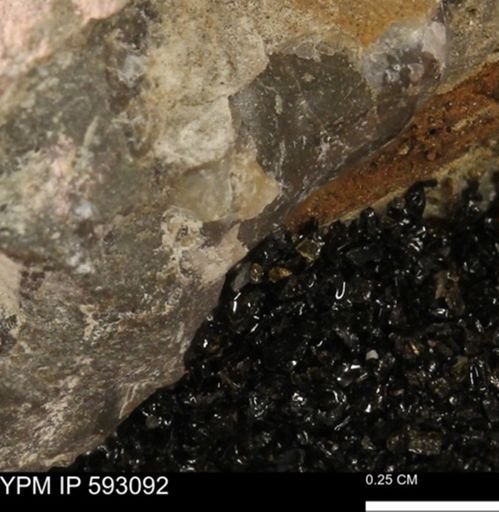 Inoceramus cuneatus
