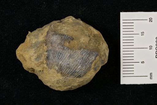 Linoproductus prattenianus