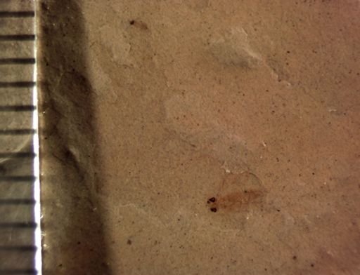 Auchenorrhyncha?
