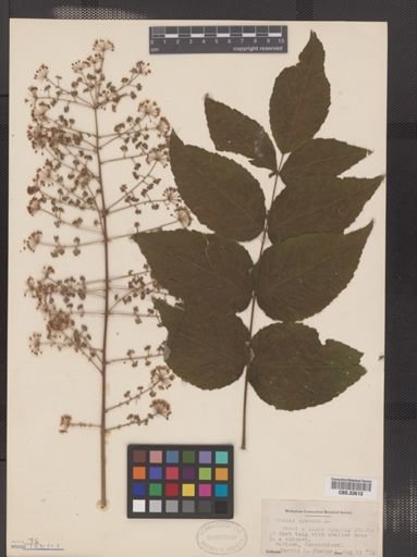 Aralia spinosa