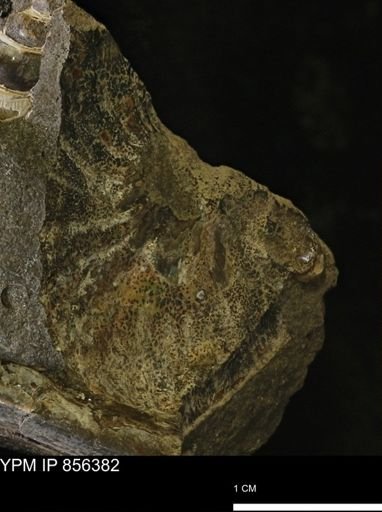 undet. Scaphitidae