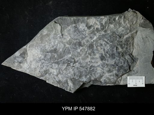undet. Eurypterida