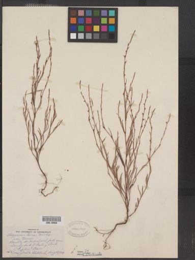 Polygonum tenue