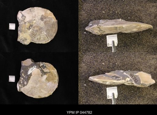 Sphenodiscus lenticularis