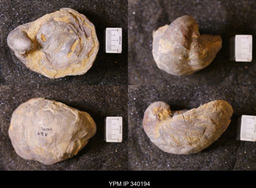 Gryphaea sp.