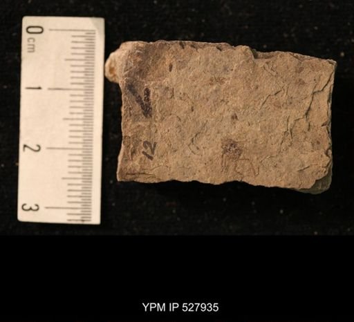 taxon undetermined