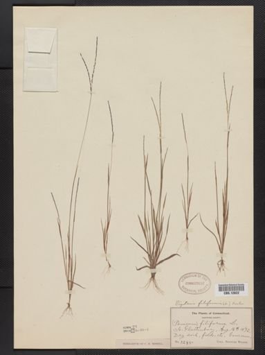 Digitaria filiformis