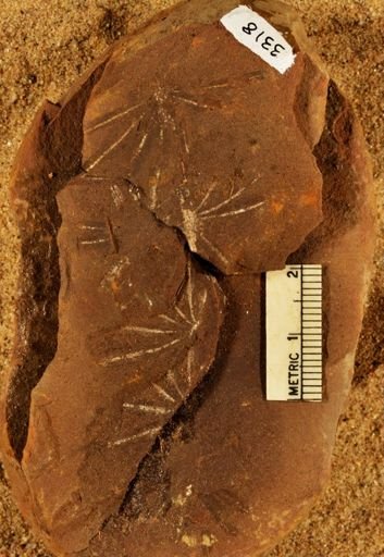 Annularia stellata