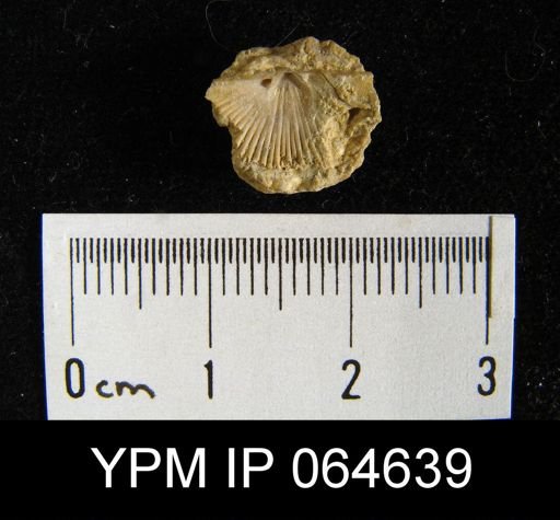 Fardenia roemeri