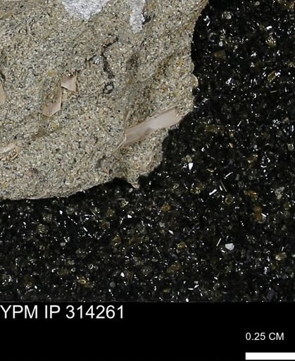 undet. Scaphopoda