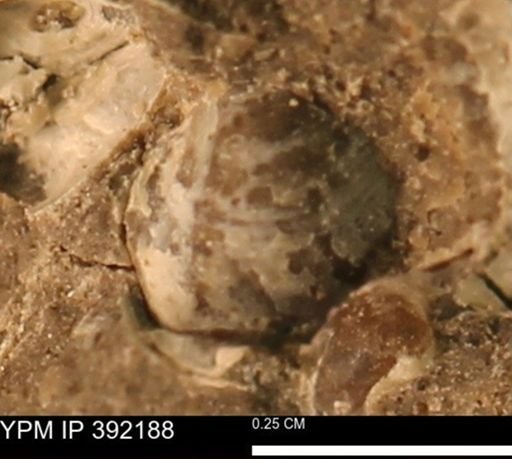 Protocardia sp.