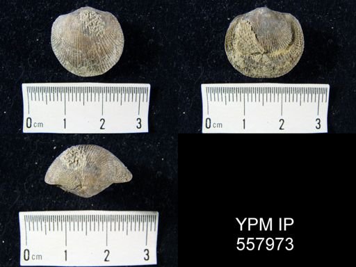 undet. Atrypidae