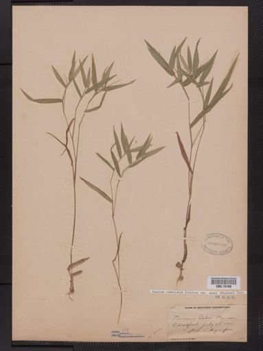 Panicum commutatum