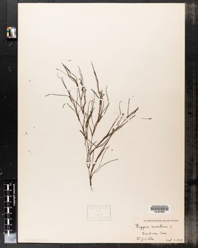 Ruppia maritima