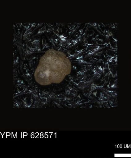 undet. Foraminiferida