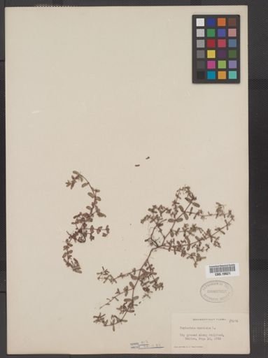 Euphorbia maculata