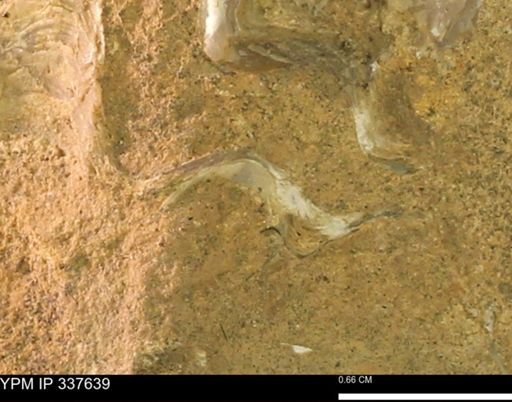undet. Mollusca