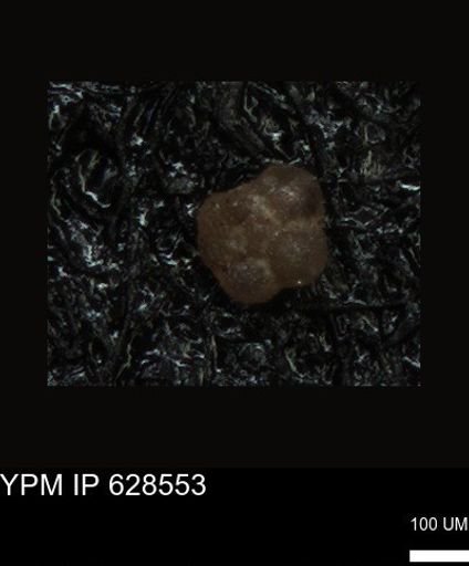 undet. Foraminiferida