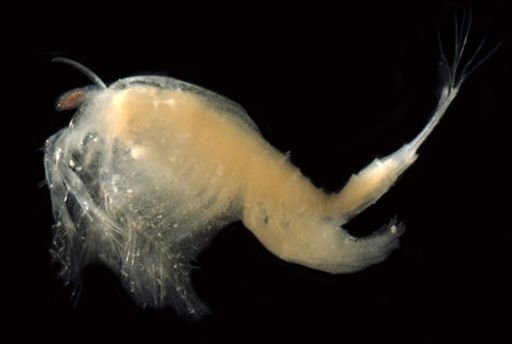 Paranebalia