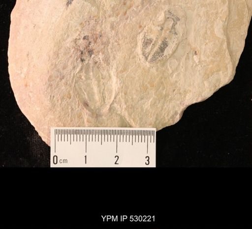 Elrathia kingi