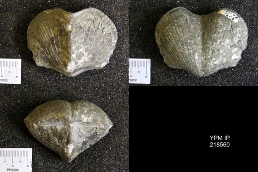 Paraspirifer bownockeri