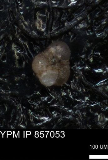 undet. Foraminiferida