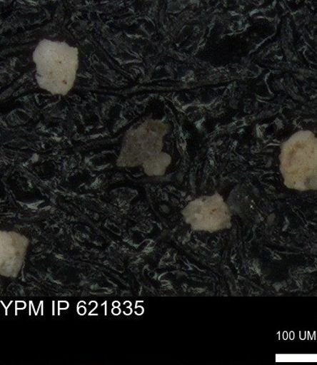undet. Heterohelicidae