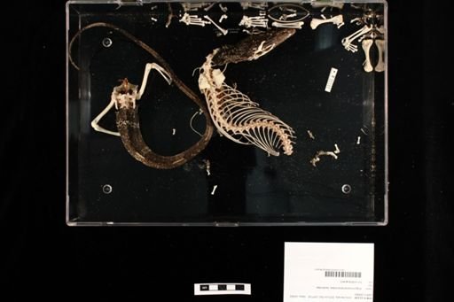 Varanus rudicollis