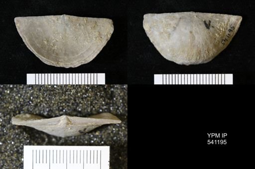 Strophomena planumbona