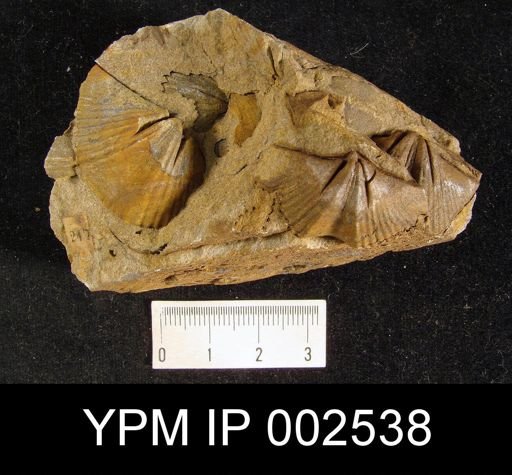 Spirifera subcuspidata