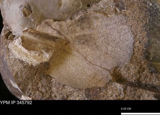 undet. Mollusca