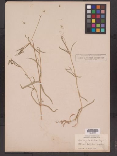 Stellaria longifolia
