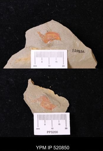 Thoralicystis sp.