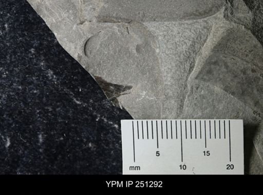 undet. Eurypterida