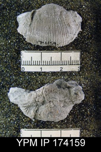 Marginifera lasallensis