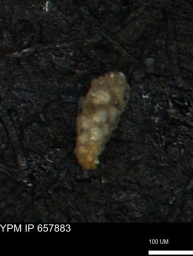 Verneuilina canadensis