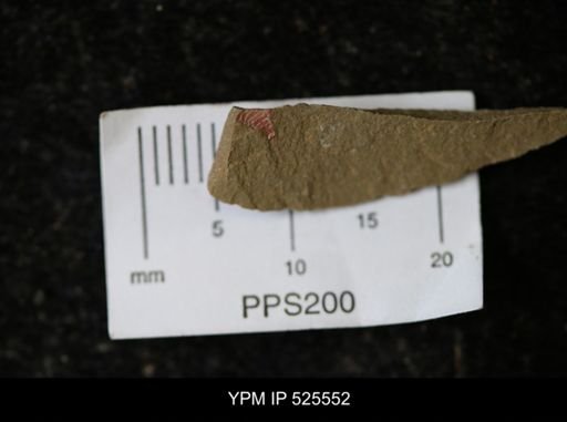 undet. Synziphosurina