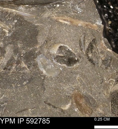Protocardia?