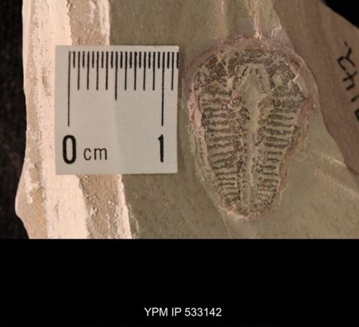 Elrathia kingi