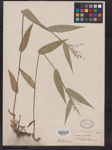 Panicum latifolium