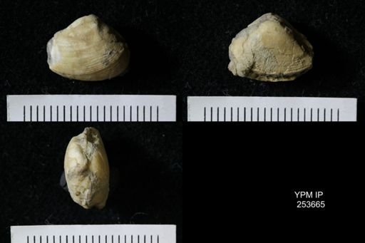 Bivalvia