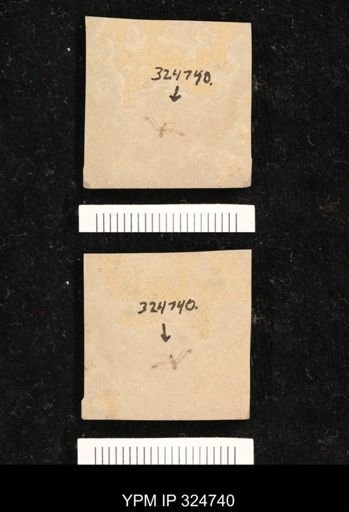 undet. Hemiptera