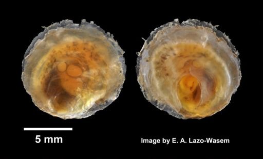 Anomia simplex