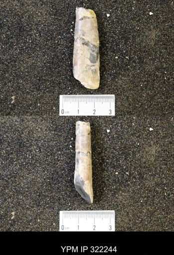 Inoceramus sp.