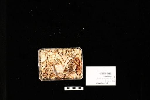 Lutjanus campechanus