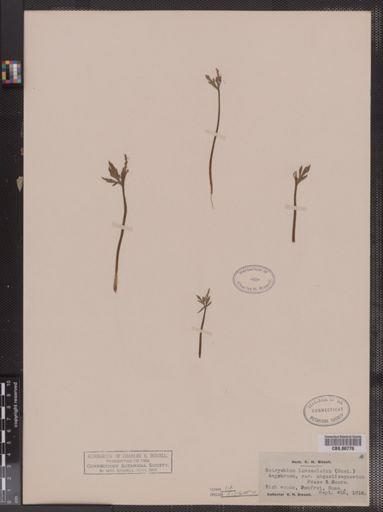 Botrychium lanceolatum